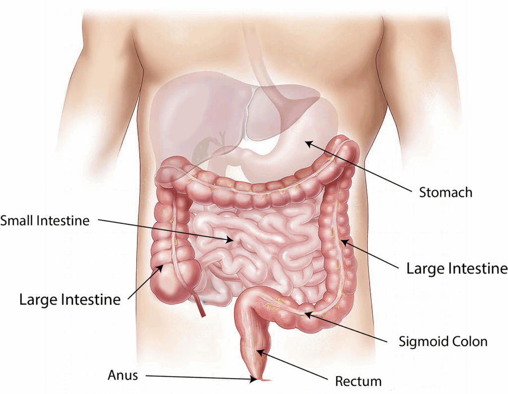 Private Gastroenterology in Portsmouth - IBS; Reflux and Endoscopy Access